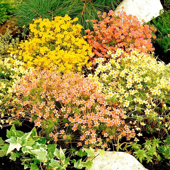 Mischung Leptosiphon Blumensamen zur Aussaat – pflegeleicht – Traditionssorte & ohne Gentechnik Samen Hausgarten