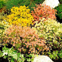 Mischung Leptosiphon Blumensamen zur Aussaat – pflegeleicht – Traditionssorte & ohne Gentechnik Samen Hausgarten