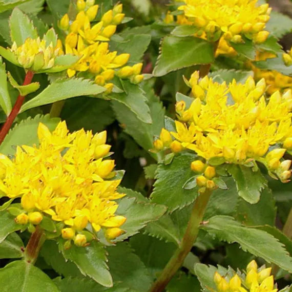 Gelb Aizoon Blumensamen zur Aussaat – ideal Rabatten – Traditionssorte & ohne Gentechnik Samen Hausgarten