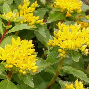 Gelb Aizoon Blumensamen zur Aussaat – ideal Rabatten – Traditionssorte & ohne Gentechnik Samen Hausgarten