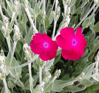 Violett Lychnis Blumensamen zur Aussaat – robust Sorte – Traditionssorte & ohne Gentechnik Samen Hausgarten