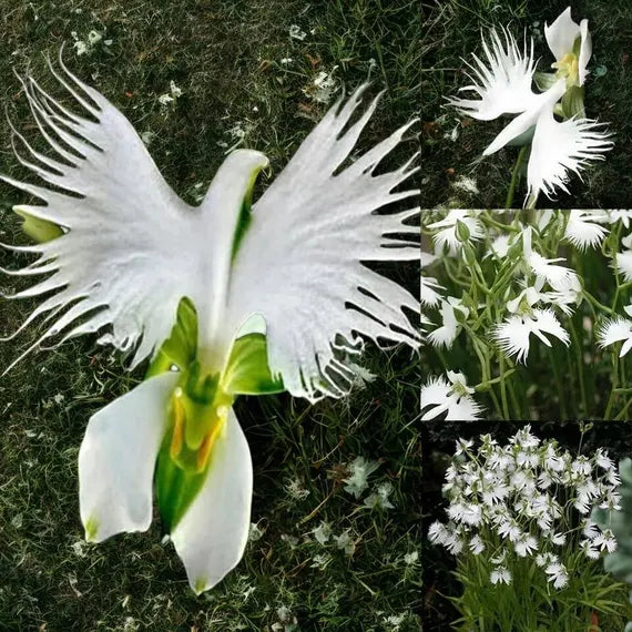 Grün Weiß Schmetterlingsorchidee Blumensamen zur Aussaat robust Sorte Traditionssorte & ohne Gentechnik Samen Hausgarten