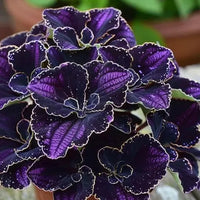 Violett Buntnessel Blumensamen zur Aussaat Garten beliebt Traditionssorte & ohne Gentechnik Samen Hausgarten