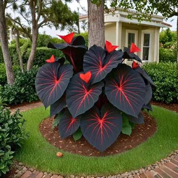 Schwarz Caladium Blumensamen zur Aussaat – Wildblume Mischung – Traditionssorte & ohne Gentechnik Samen Hausgarten