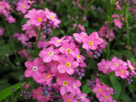 Vergissmeinnicht Blumensamen zur Aussaat sonnenliebend Traditionssorte & ohne Gentechnik Samen Hausgarten