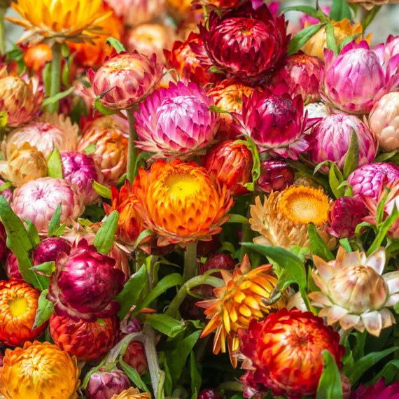 Gemischt Straw Blumensamen zur Aussaat – Bestäuber freundlich – Traditionssorte & ohne Gentechnik Samen Hausgarten