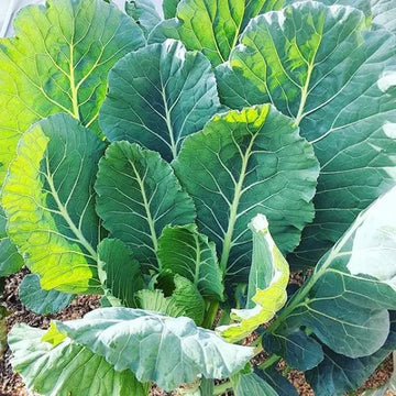 Green Collard Gemüse Samen zum Pflanzen