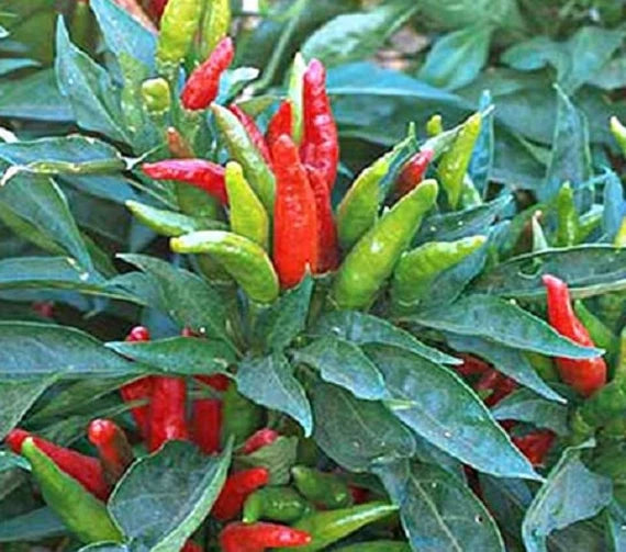 Trasforma il tuo giardino con i peperoncini Thai Dragon - Semi per un sapore autentico