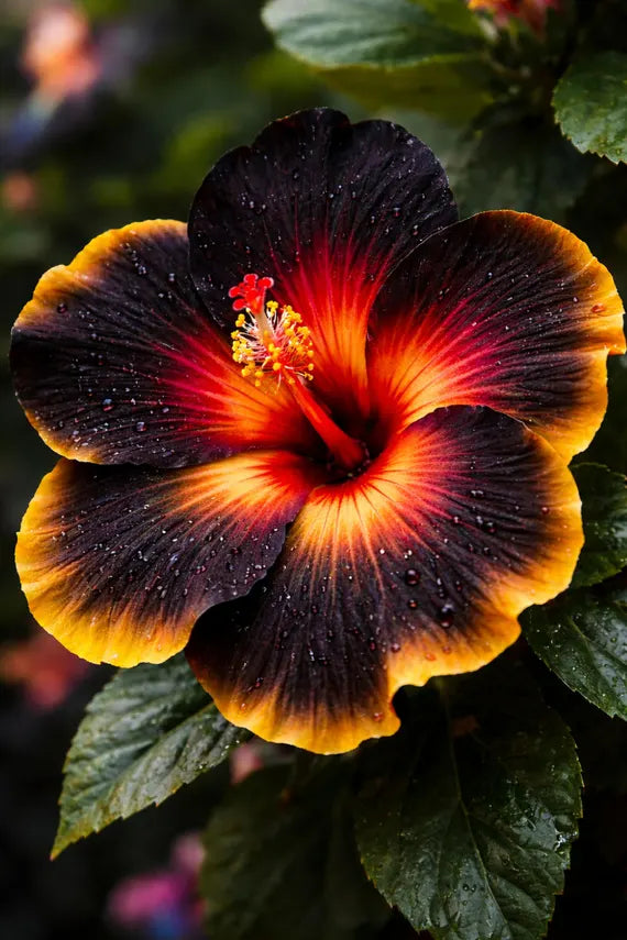 Schwarz Orange Hibiskus Blumensamen zur Aussaat Bestäuber freundlich Traditionssorte & ohne Gentechnik Samen Hausgarten