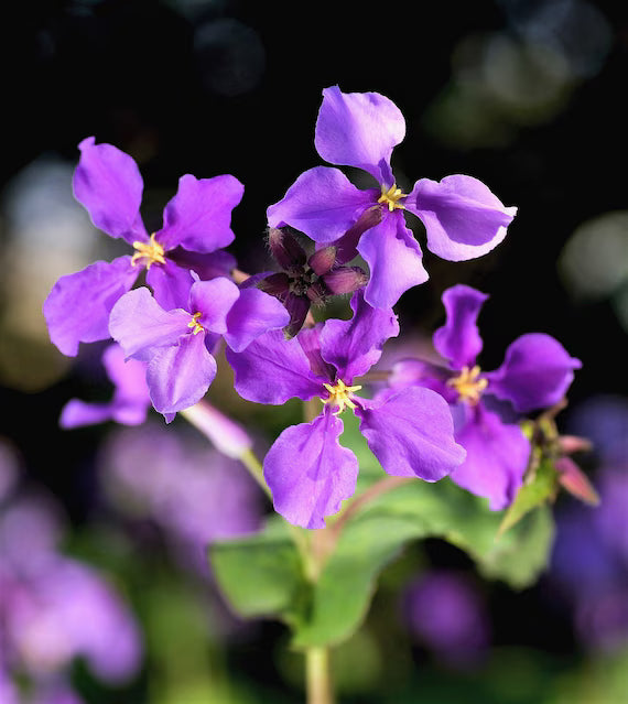 Orychophragmus Blumensamen zur Aussaat Landhaus Garten wichtig Traditionssorte & ohne Gentechnik Samen Hausgarten