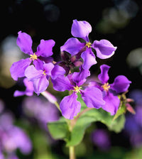 Orychophragmus Blumensamen zur Aussaat Landhaus Garten wichtig Traditionssorte & ohne Gentechnik Samen Hausgarten