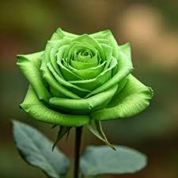 Army Grün Rose Blumensamen zur Aussaat Garten beliebt Traditionssorte & ohne Gentechnik Samen Hausgarten