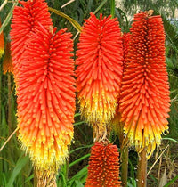 Kniphofia Uvaria Blumensamen zur Aussaat ideal Rabatten Traditionssorte & ohne Gentechnik Samen Hausgarten
