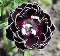 Dianthus chianti clove blume samen for anpflanzung - wildflower mix, heirloom & gmo free samen for home garten
 
 sale samen for anpflanzung in home garten