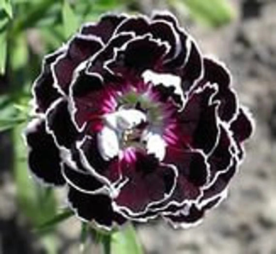 Dianthus chianti clove blume samen for anpflanzung - wildflower mix, heirloom & gmo free samen for home garten
 
 sale samen for anpflanzung in home garten