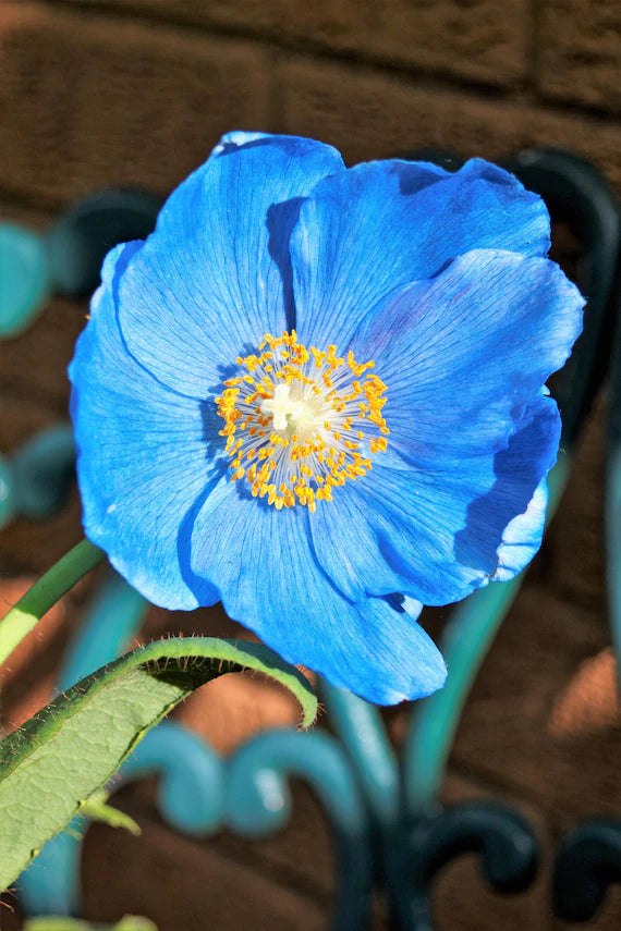 Himalayan Blumensamen zur Aussaat – leuchtend – Traditionssorte & ohne Gentechnik Samen Hausgarten