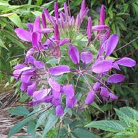Violet queen cleome for anpflanzung in blume bed