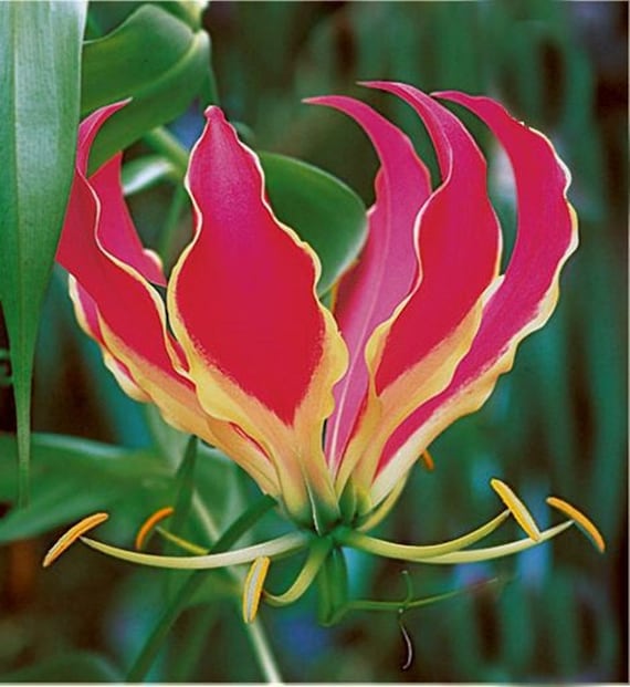 Gloriosa rothschildiana gloriosa lily vine samen for stunning, flame-like blumen