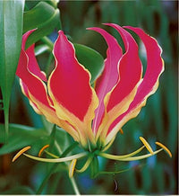 Gloriosa rothschildiana gloriosa lily vine samen for stunning, flame-like blumen