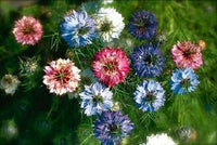 Gemischt Nigella Damascena Blumensamen zur Aussaat – farbenfroh Schau – Traditionssorte & ohne Gentechnik Samen Hausgarten