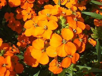 Orange Wallflower Blumensamen zur Aussaat – Drought verträglich – Traditionssorte & ohne Gentechnik Samen Hausgarten