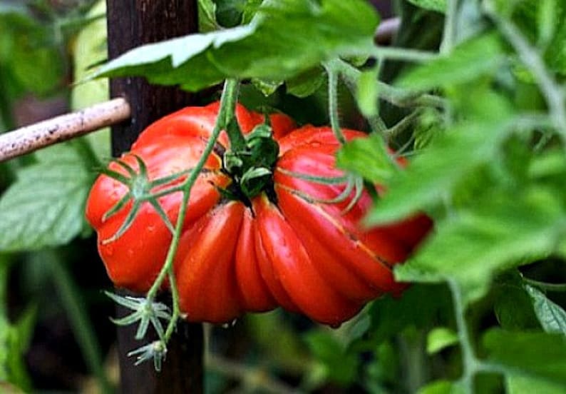 Zapotec tomato gemüse samen aussaat pack