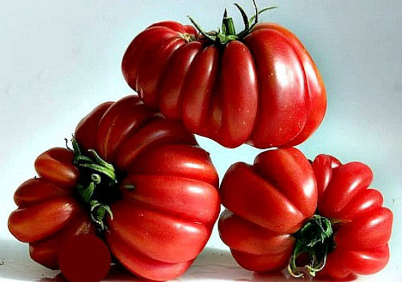 Zapotec tomato gemüse samen aussaat pack