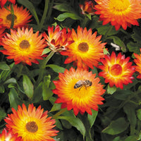 Orange double strawflower samen for anpflanzung - fragrant blossoms, heirloom & gmo free samen for home garten
 
 sale for anpflanzung in home garten