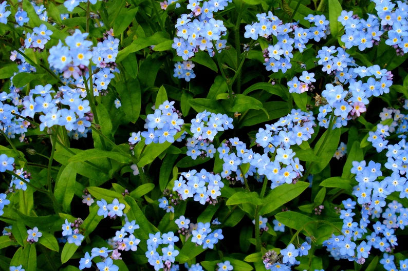 Myosotis (myosotis sylvia) samen for anpflanzung in home garten