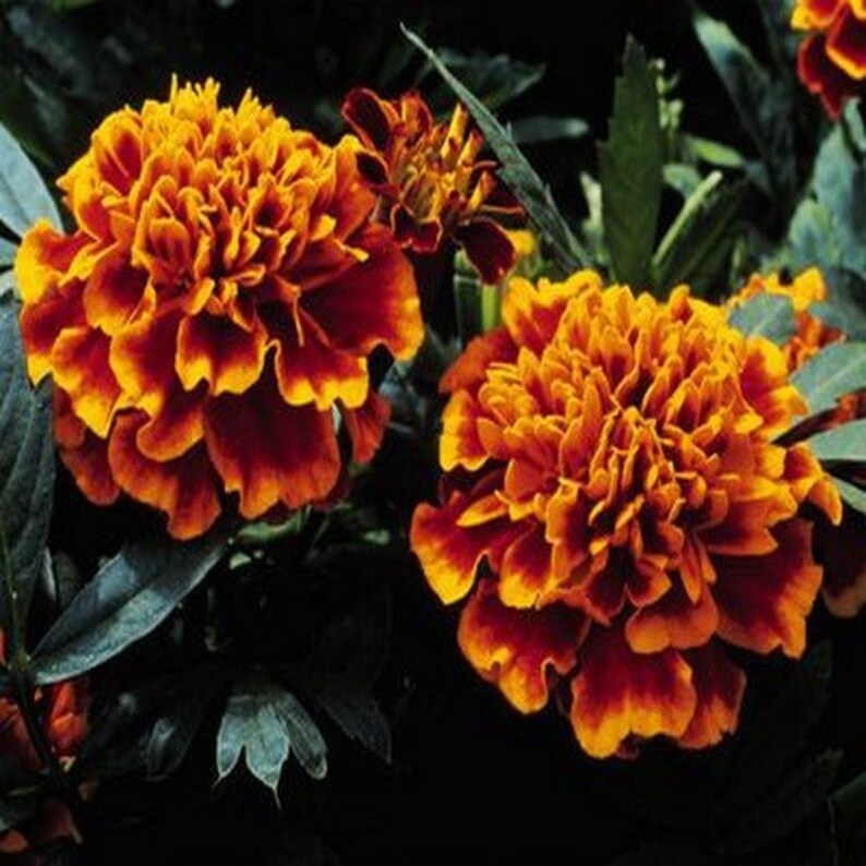 Russian (russian marigold) samen for anpflanzung in home garten