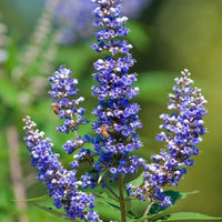 Chasteberry blume samen for anpflanzung bright blooms heirloom & gmo free samen for home garten 
 
 sale for anpflanzung in home garten