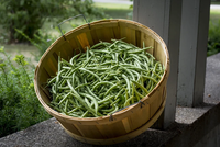 Nutritious bean samen für aussaat gemüse samen