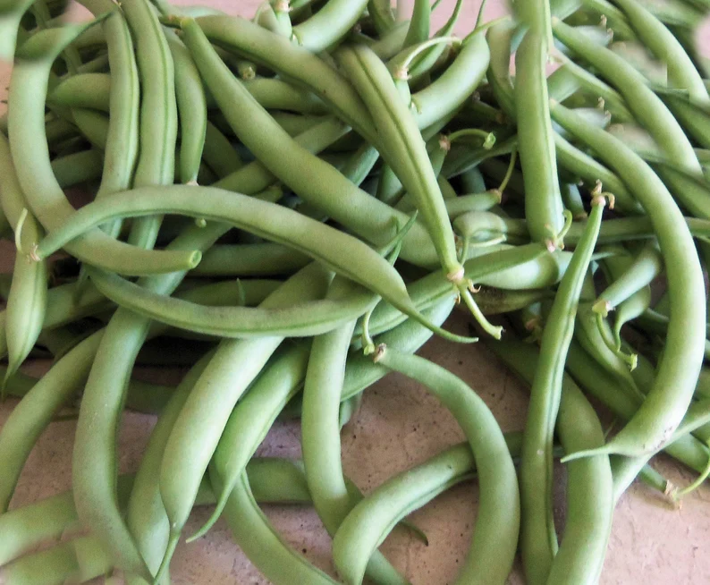 Nutritious bean samen für aussaat gemüse samen