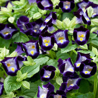 Deep blau torenia blume samen for anpflanzung - bright blooms, heirloom & gmo free samen for home garten
 
 sale for anpflanzung in home garten
