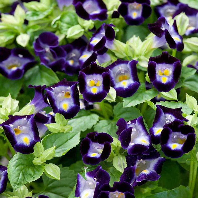 Deep blau torenia blume samen for anpflanzung - bright blooms, heirloom & gmo free samen for home garten
 
 sale for anpflanzung in home garten