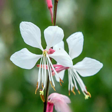 Gaura lindheimeri blume samen for anpflanzung compact growth heirloom & gmo free samen for home garten 
 
 sale for anpflanzung in home garten