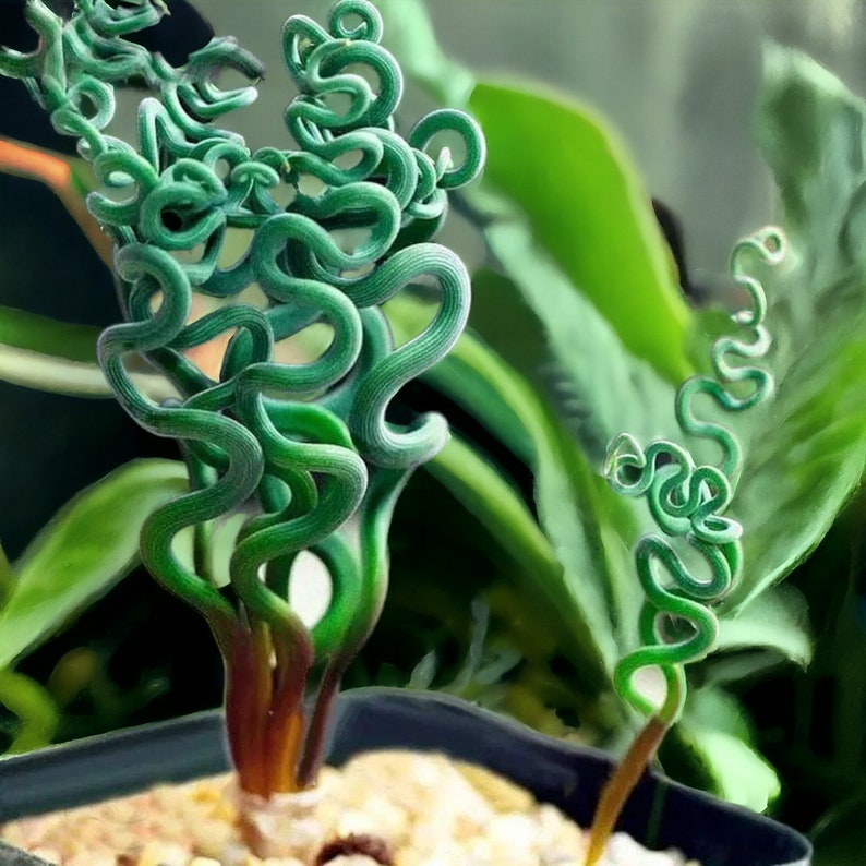 Spiralis blume samen for anpflanzung - colorful display, heirloom & gmo free samen for home garten
 
 sale for anpflanzung in home garten