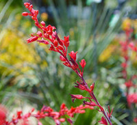 Yucca (yucca blume) samen for anpflanzung in home garten