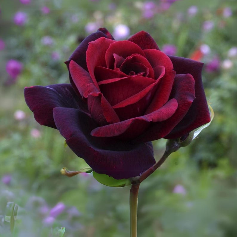 Schwarz maroon rose blume samen for anpflanzung - premium quality, heirloom & gmo free samen for home garten
 
 sale for anpflanzung in home garten