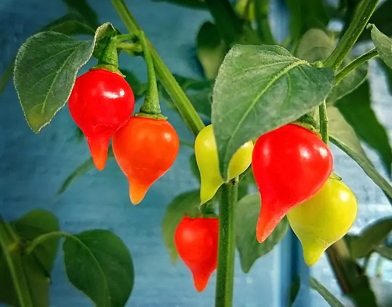 Chupetinha pepper aussaat gemüse samen für tiny heat