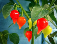 Chupetinha pepper aussaat gemüse samen für tiny heat