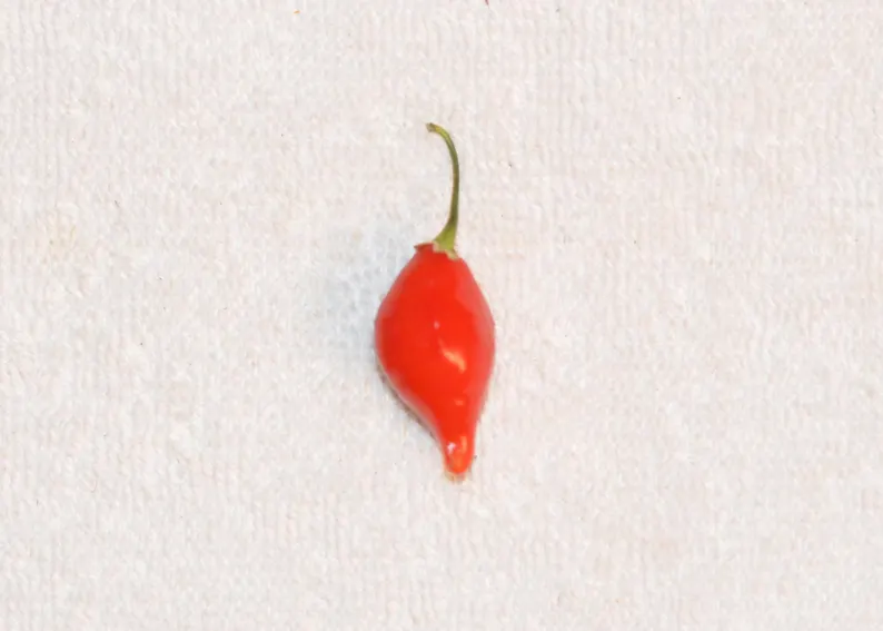 Chupetinha pepper aussaat gemüse samen für tiny heat