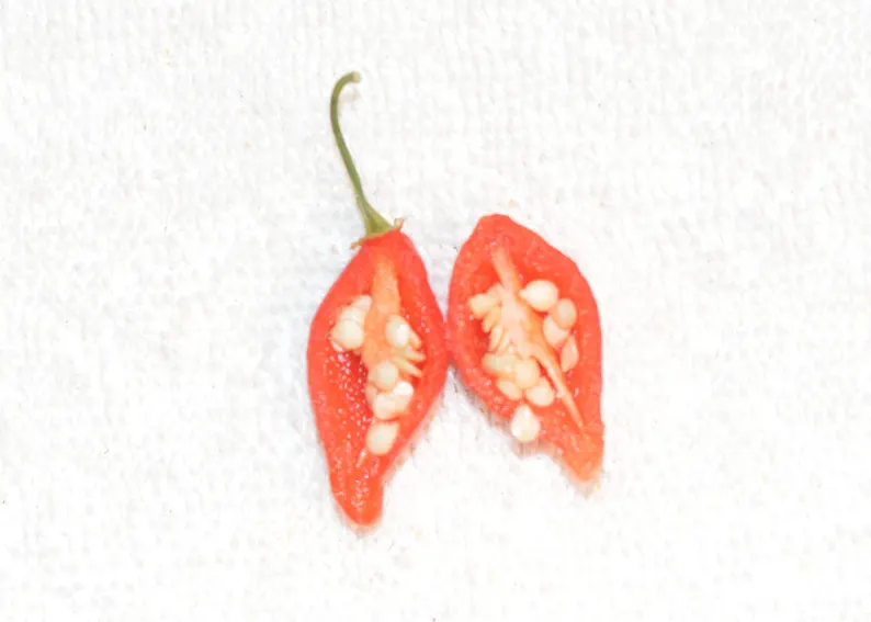 Chupetinha pepper aussaat gemüse samen für tiny heat