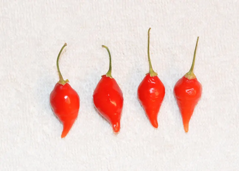 Chupetinha pepper aussaat gemüse samen für tiny heat