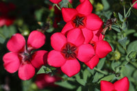 Grandiflorum blume samen for anpflanzung seasonal bloomer heirloom & gmo free samen for home garten 
 
 sale for anpflanzung in home garten