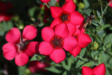 Grandiflorum blume samen for anpflanzung seasonal bloomer heirloom & gmo free samen for home garten 
 
 sale for anpflanzung in home garten