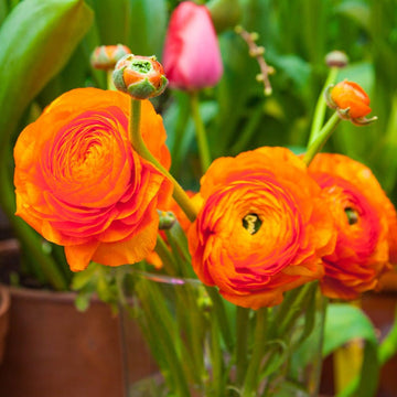 Persian buttercup blume samen for anpflanzung - drought tolerant, heirloom & gmo free samen for home garten
 
 sale for anpflanzung in home garten