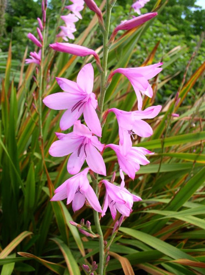Watsonia borbonica blume samen for anpflanzung wildflower mix heirloom & gmo free samen for home garten 
 
 sale for anpflanzung in home garten