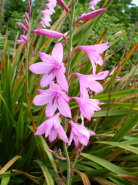Watsonia borbonica blume samen for anpflanzung wildflower mix heirloom & gmo free samen for home garten 
 
 sale for anpflanzung in home garten