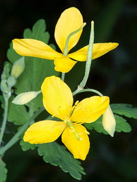 Chelidonium Blumensamen zur Aussaat ideal Rabatten Traditionssorte & ohne Gentechnik Samen Hausgarten